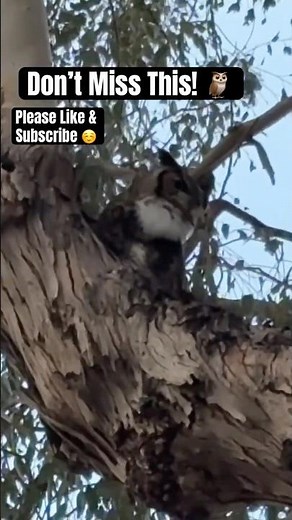 Wild Great Horned Owl Call | Close-Up Owl Vocalization