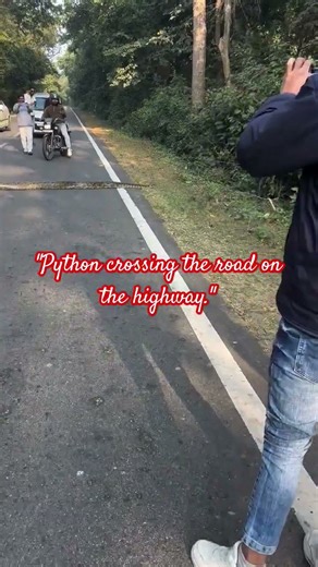 "Python crossing the road on the highway #python #indianhighway