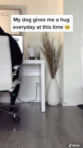 My furry friend’s favorite: a daily hug! 🐶💖 Nothing beats his love & cuddles. #DogLove #DailyHug | Luna Cockapoo