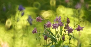 Video by Roman Biernacki on Pexels