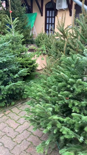 Gyönyörű kisméretű és keskeny szoknyás Nordmann fenyőink is vannak még! 🌲✨ Aktuális készletünket megtekinthetitek a Bethlen utca 14. szám alatt és a Tesco lefordulónál! 17:00-ig nyitva vagyunk ma is! | PAPP Kertészet