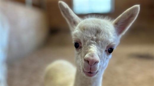 Surprise baby alpaca in Missouri needs your help finding its name