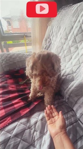 bilingual dog 😁🐶 hand and mano