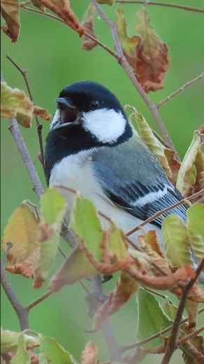 シジュウカラの鳴き声