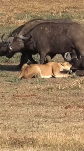 Lion vs Buffalo's gang 🔥🔥🦁 #wildlifeentertainment #shortvideo #safari #viral
