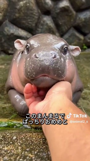 コビトカバの秘密を暴露！可愛い魅力満載