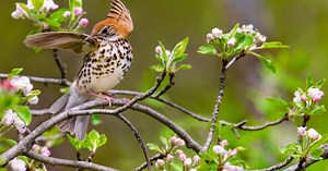 Audubon Forester Training and Endorsement in NY
