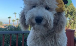 Watch 20lb Daisy modeling size small on Amazon Live