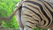 Close-up shots of the zebra buttocks that flick the tail back and...