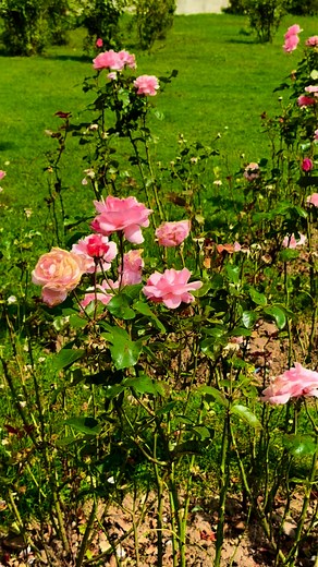 Amazing view Pahalgam park #pahalgam #flowers | Nature And Life Of Kashmir