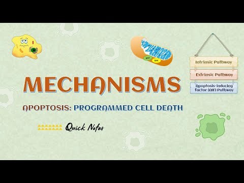 Apoptosis: Programmed Cell Death | Mechanisms