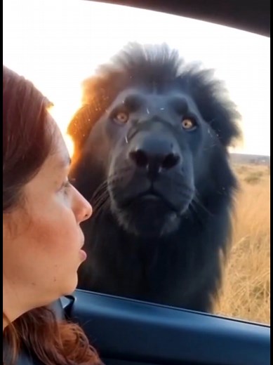 Leão Obscuro Gigante na Savana Africana