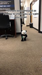 815K views · 6.9K reactions | POV: This is what happens to your toys when you're not home  @bradley_and_chandler | Snug | Facebook