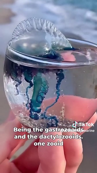 Portugese man o war are colonial organisms that can have stinging tentacles that are as long as 150 feet. Floatina heror CEMarcan CREATURE #portuguesemanowar #manowar #portuguesemanofwar #manofwar #physaliaphysalis #sea #marinelife #sealife #jellyfish #ocean #animalfacts #edutok