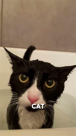 Why cats don’t sweat? Here’s why… watch the video until the end