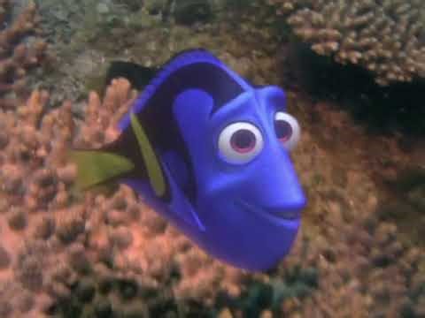 Finding Nemo - Exploring the Reef with Jean-Michel Costeau