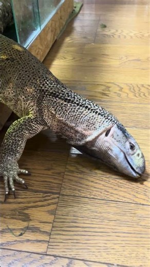 Cockroach extermination methods you can never do #shorts