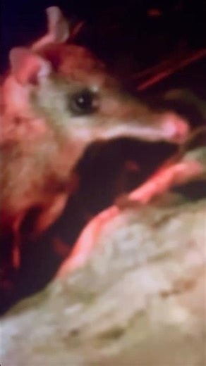 Ashley Zoo welcomes new animals to Nocturnal Building