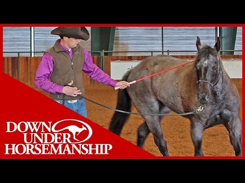 Clinton Anderson: Intermediate Testing, Groundwork Part 1 - Downunder Horsemanship