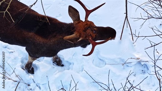 Elk shaking itself in the snow in slow motion. Aerial close up