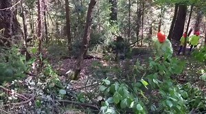 4.5K views · 46 reactions | Crews from the Butte County Sheriff's Office are helping homeowners across Butte County prepare for fire season. The Chipper Program as well as the Residents Assistance Program are available to Butte County residents who qualify through the Butte County Fire Safe Council. For more information, visit at www.buttefiresafe.net or call (530) 877-0984. | Butte County Sheriff | Facebook