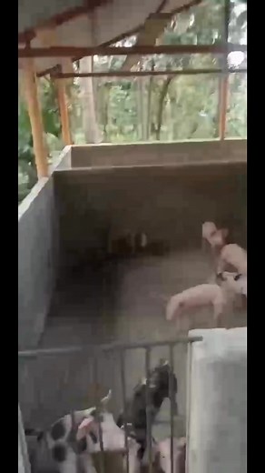 #Lovely #cutepiglet #reelsviralシ | MariaTeresa