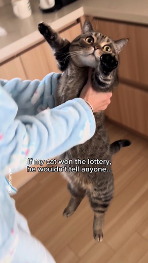 Cats and Churus - How Many Churus Per Day?