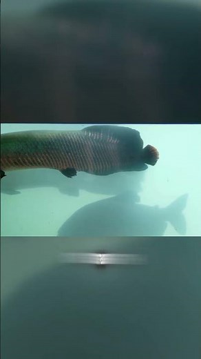 Arapaima: The Amazon Giant That Breathes Air