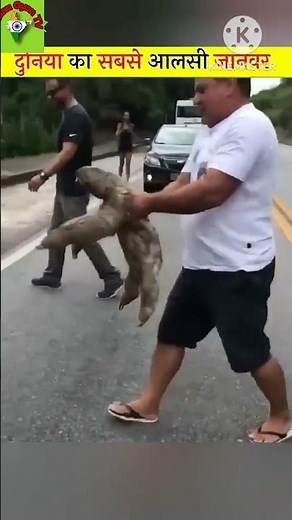 Sloth animal | Sloth moving fast and slow #sloth #animal