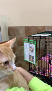 1.3K views · 59 reactions | Come down and see us at PetSmart!! We have a Kitten Adoption Event 50% OFF!! $50 Kittens includes all four FVRCP Vaccines, Rabies Vaccine, Microchip, and Spay/Neuter. Please come down and see us before we leave, we'll be here until 3pm today. | Safe Animal Shelter | Facebook