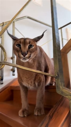 Pumba Wants To Eat Me! 🐗 Funny & Cute Moments | #PumbaVibes Watch this hilarious and adorable moment as Pumba tries to ‘eat’ me! Perfect for animal lovers who enjoy funny and cute content. Don’t miss the laughs! #Pumba #FunnyAnimals #CuteMoments #AnimalLovers #Hilarious #PetFun #FunnyVideos #CuteAndFunny #AnimalVibes #MustWatch | Caracalpumba’s Life