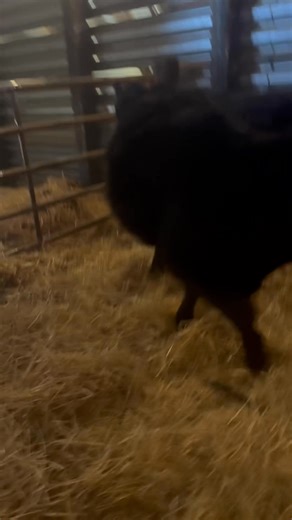 13K views · 218 reactions | Today the Adams/Slope 4H Livestock...