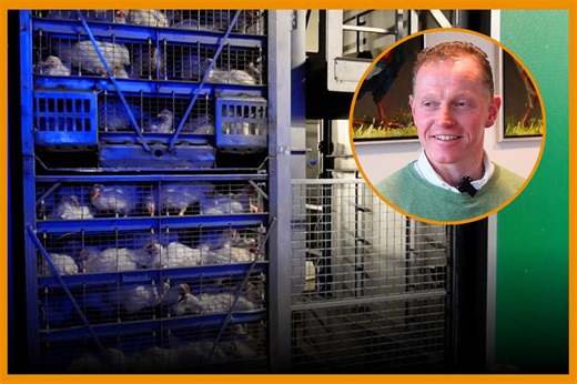 VIDEO: CO2 stunning - ‘Win-win situation for bird and processor’ - Poultry World