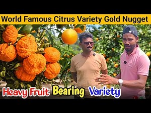 World Famous Orange Variety || Gold Nugget Mandarin The World's Greatest Citrus