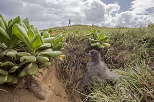 AI detects two more bird species at Palmyra Atoll that hadn’t been seen in decades | Maui Now