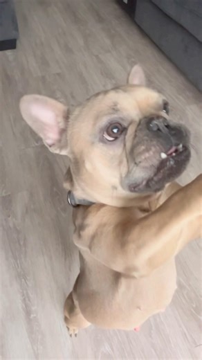 she loves her bones… lulu frenchies #bitcoin