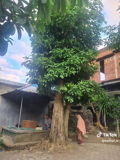 Pohon yg lagi viral. Alstonia scolaris. Pulai. Pule. Cantik menawan. Daunnya tidak mudah rontok. Mudah dikembangkan dng dicangkok distek. Dan... punya manfaat herbal utk menurunkan kolesterol, antikanker, dll. Di Bwi sudah jadi trend sejak beberapa thn yg lalu. #pohonpule #pohonpulai #alstoniascholaris