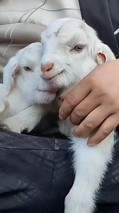 15K views · 124 reactions | Goats on Reels | Facebook