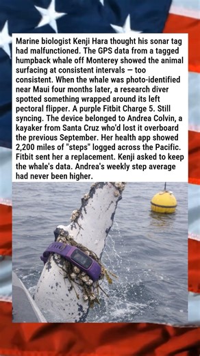 WOMAN'S LOST FITBIT FOUND ON MIGRATING WHALE 🐋⌚🌊