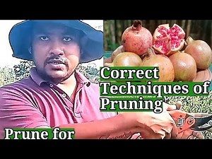 How to prune a Pomegranate Tree properly/Correct techniques of pruning