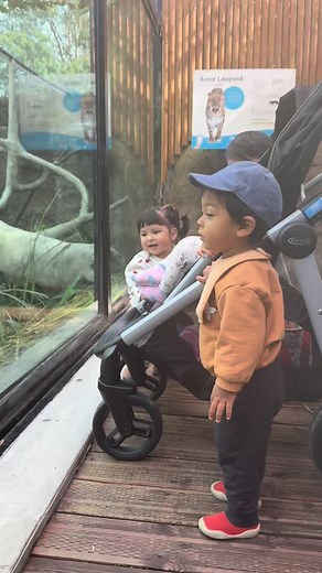 3 little monkeys at the zoo!🦍🦒🐆🐢🐒🦅🦁 11/18/2025💕 #santabarbarazoo | Jessica Sparks