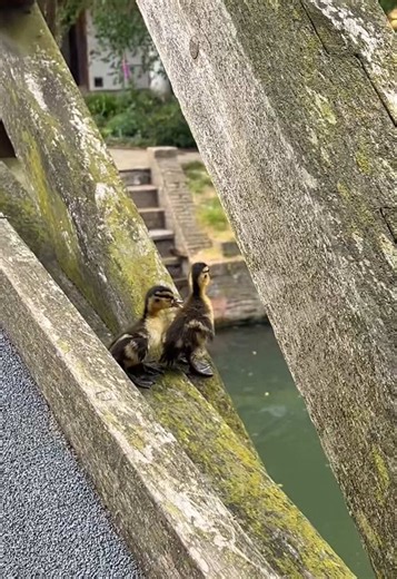 Duck Migration Success at Cambridge Colleges: Multi-College Effort
