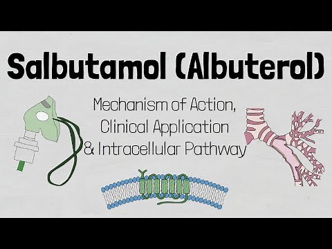 Salbutamol(Ventolin) Mechanism of Action.