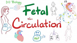 Fetal Circulation | Biology Lectures | Embryology and the Reproductive System | Medicosis Perfectionalis | Facebook