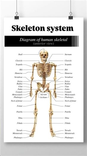 Skeleton system explained with axial and appendicular skeleton with their bones 🦴🩻 #skeletonsystem