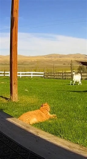 GOAT saved c cat from an eagle #goat #animals | Guardian Angels Cat Rescue & Adoption Shelter