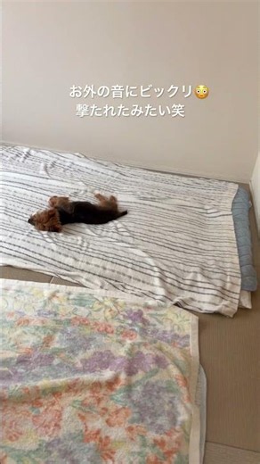 お外の音にビックリ🫢こんなに驚くの珍しい😆#ヨーキー #ヨークシャテリア #ヨークシャーテリア #dog #癒し