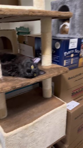 Relaxing Black Cat on Multi-Level Cat Tree