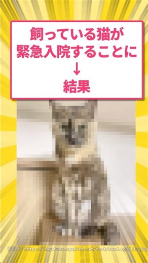 飼っている猫が緊急入院することに・・・→結果 #5ch #猫