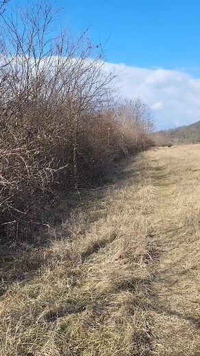 Elk in Motion: Majestic Creatures in Their Natural Habitat